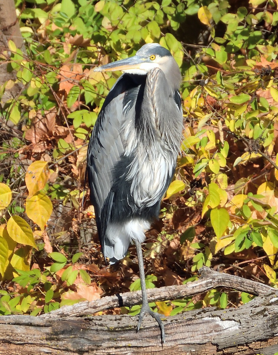 Great Blue Heron - Aimee LaBarr