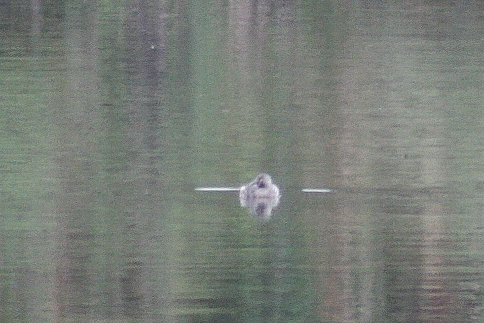 Least Grebe - ML500564551