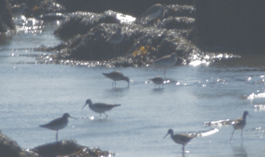 Short-billed/Long-billed Dowitcher - ML500565061