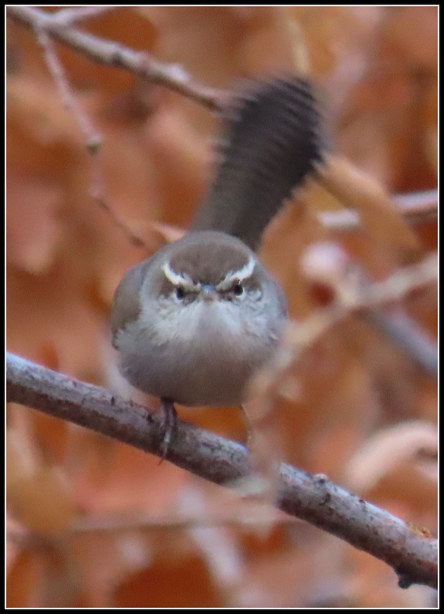 Bewick's Wren - ML500565111