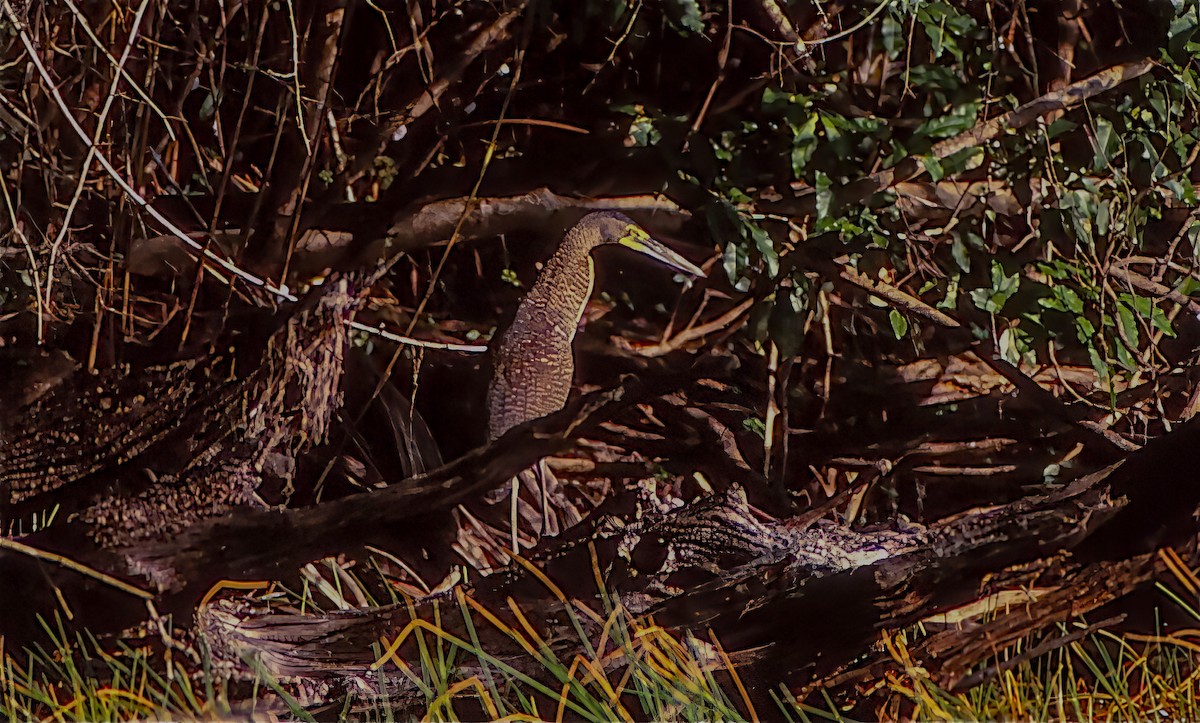 Bare-throated Tiger-Heron - ML500565881