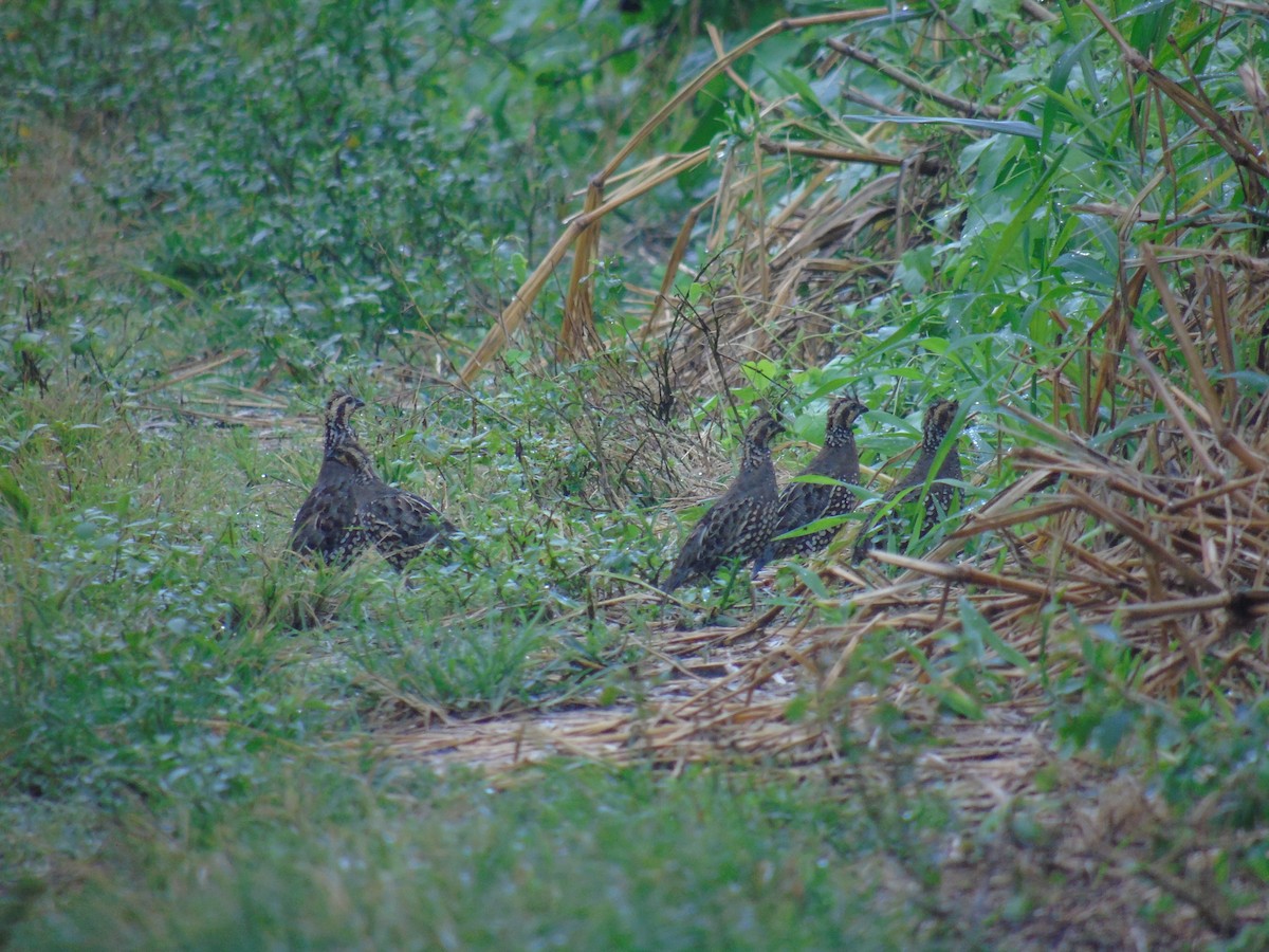 Crested Bobwhite - ML500567621