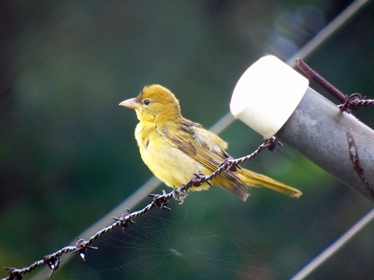 Summer Tanager - ML500567921