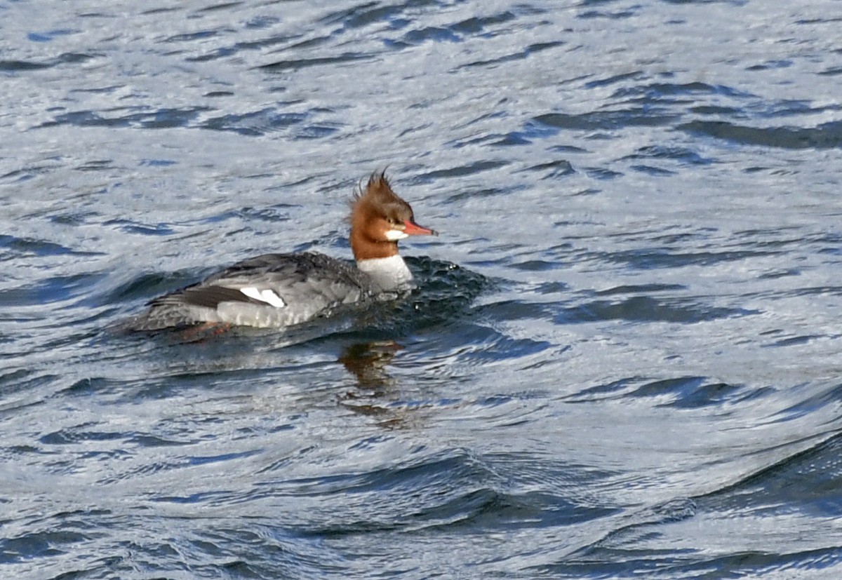 Common Merganser - ML500568071