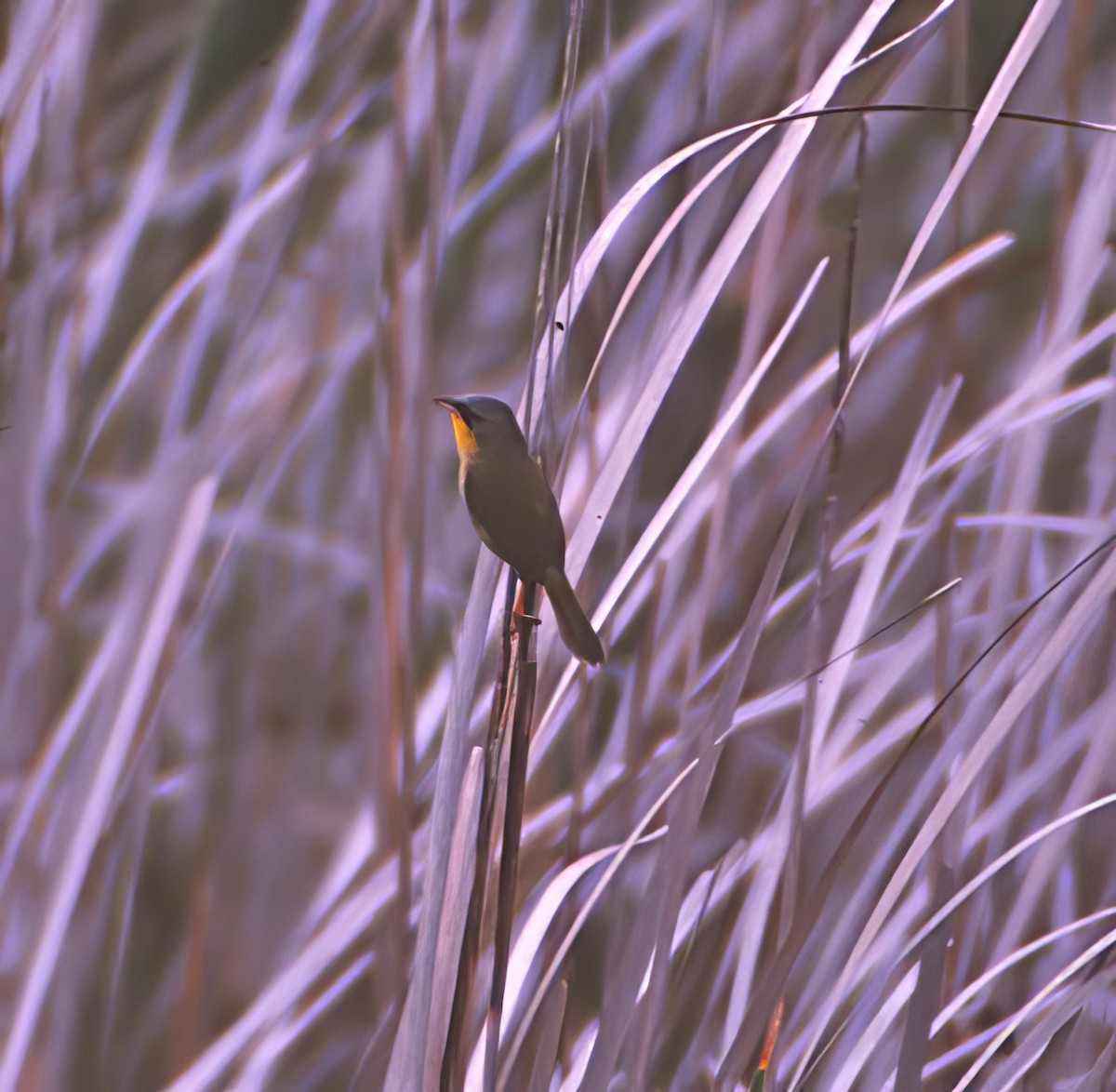 Gray-crowned Yellowthroat - ML500568091