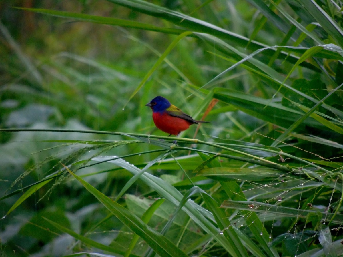 Painted Bunting - ML500568381