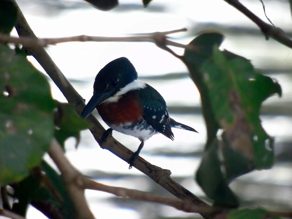 Amazon Kingfisher - ML500568491