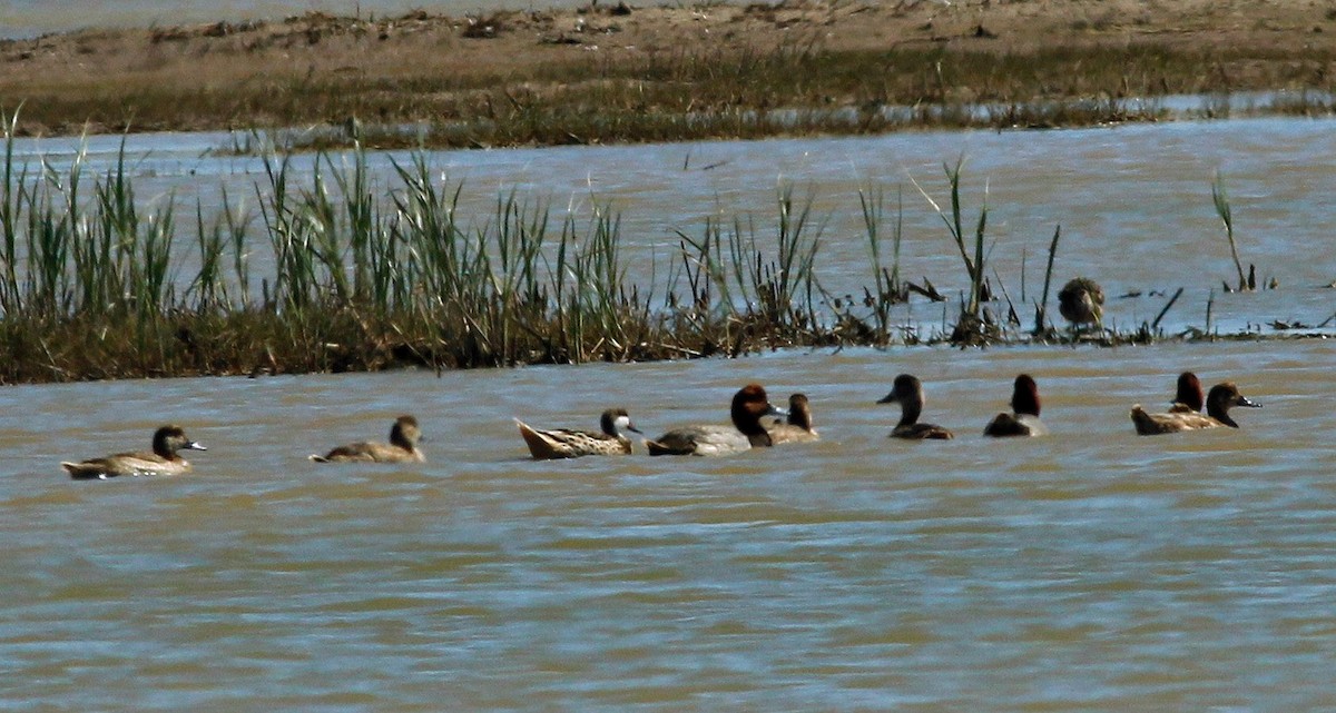 White-cheeked Pintail - ML50056881