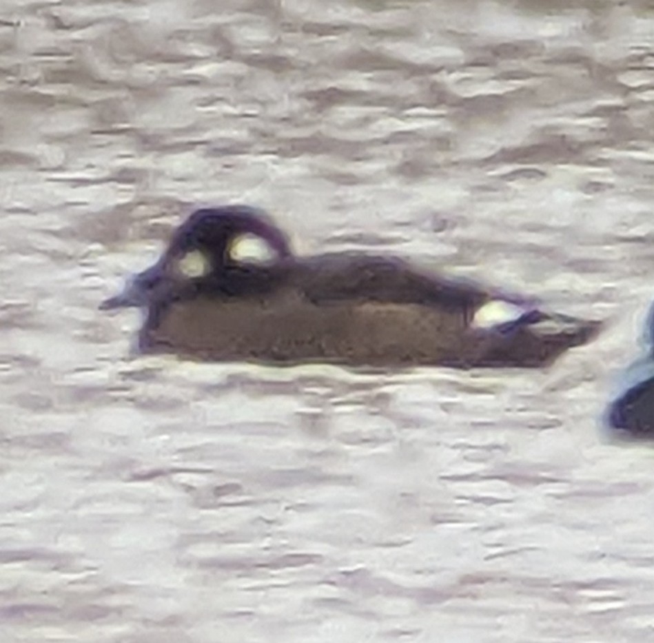 White-winged Scoter - ML500569291