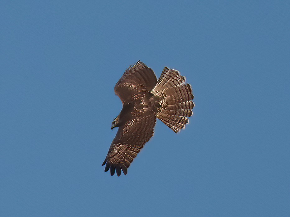 Red-tailed Hawk - ML500569641