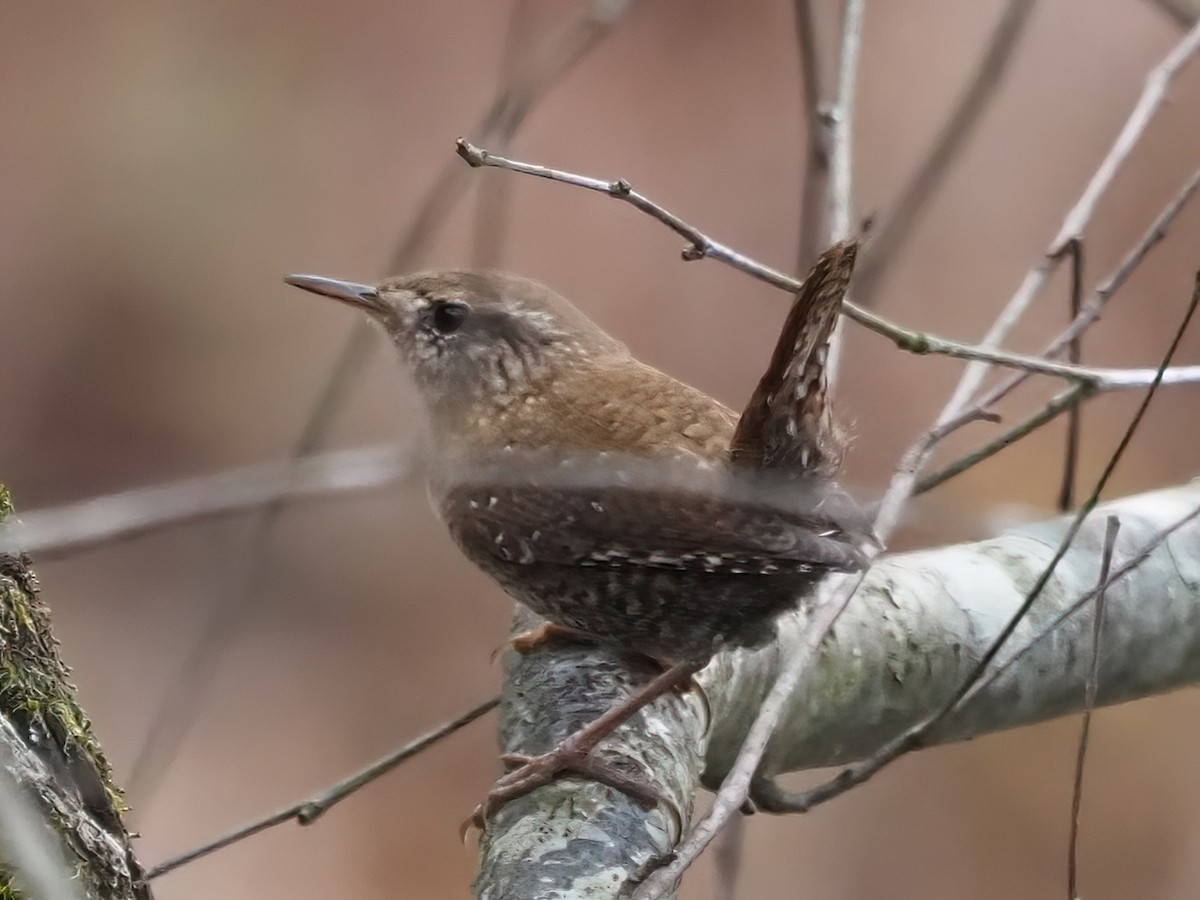 Winter Wren - ML500569721