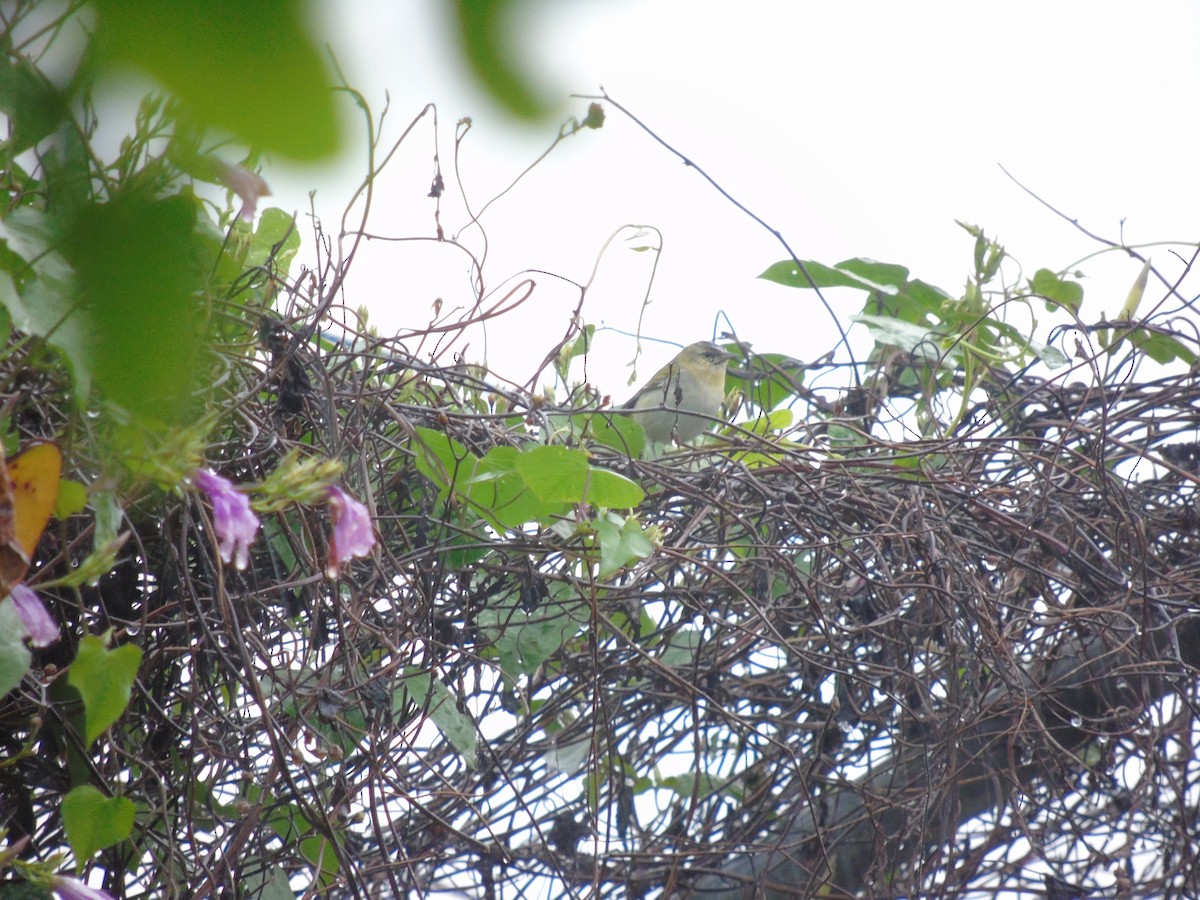 new world warbler sp. - ML500570891