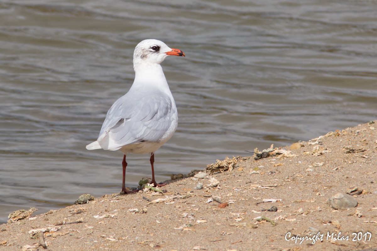 Gaviota Cabecinegra - ML50057171