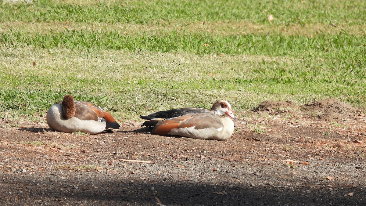 Nilgans - ML500573721