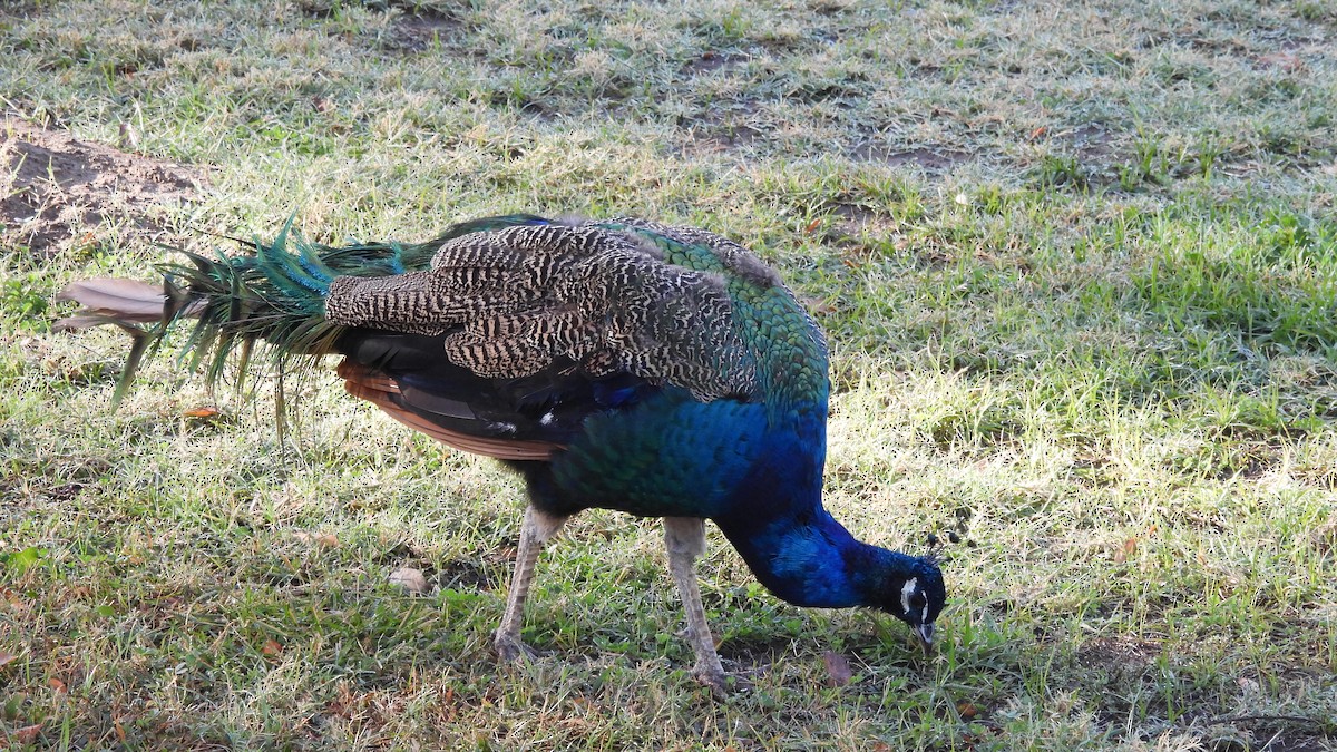 Indian Peafowl (Domestic type) - ML500574031