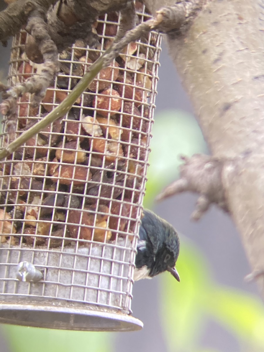 Black-throated Blue Warbler - ML500575121