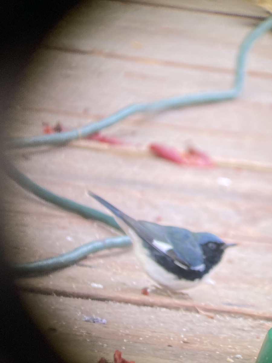Black-throated Blue Warbler - ML500575131