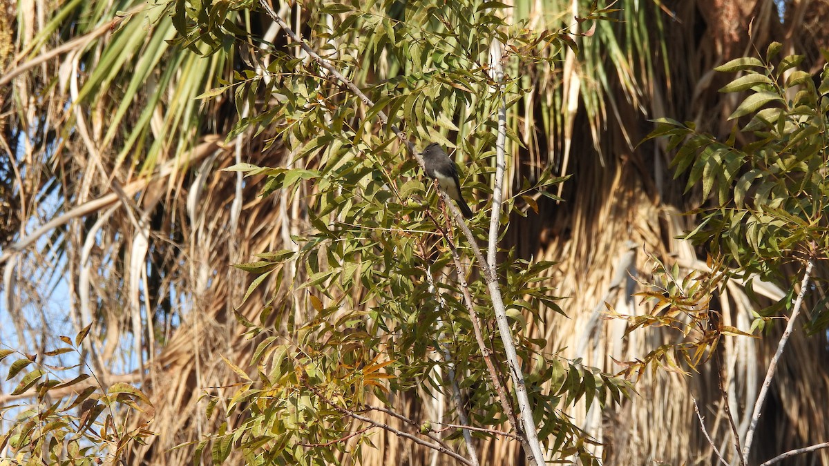 Black Phoebe - Karen Evans