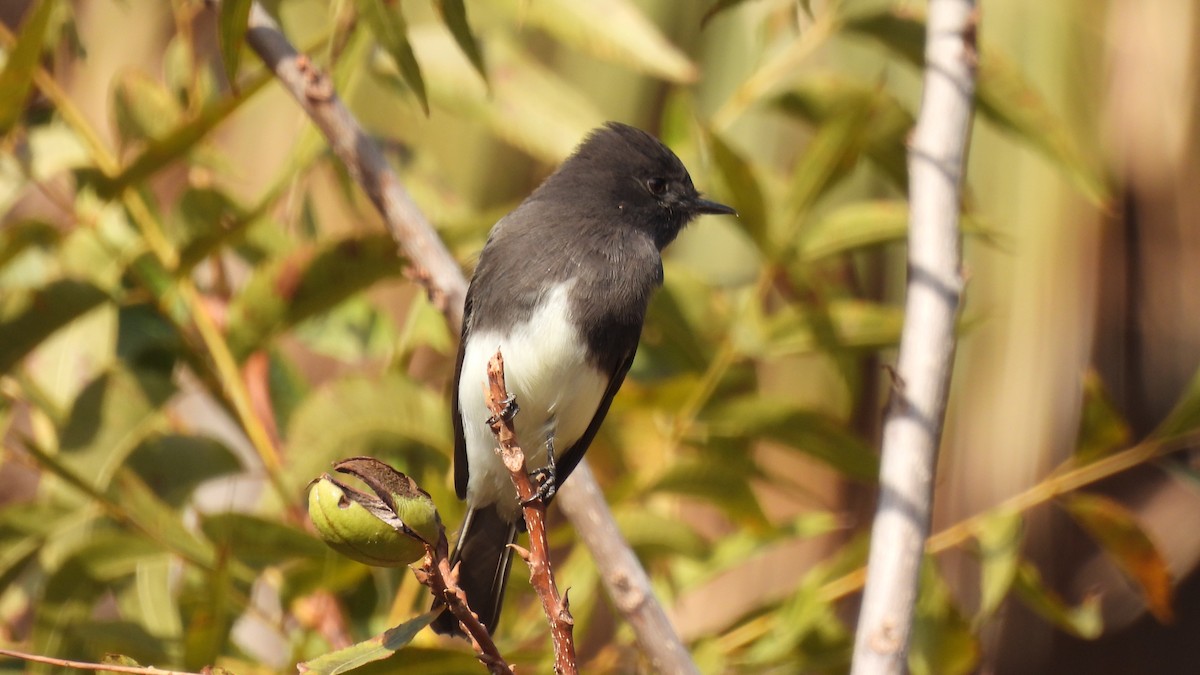 Black Phoebe - Karen Evans