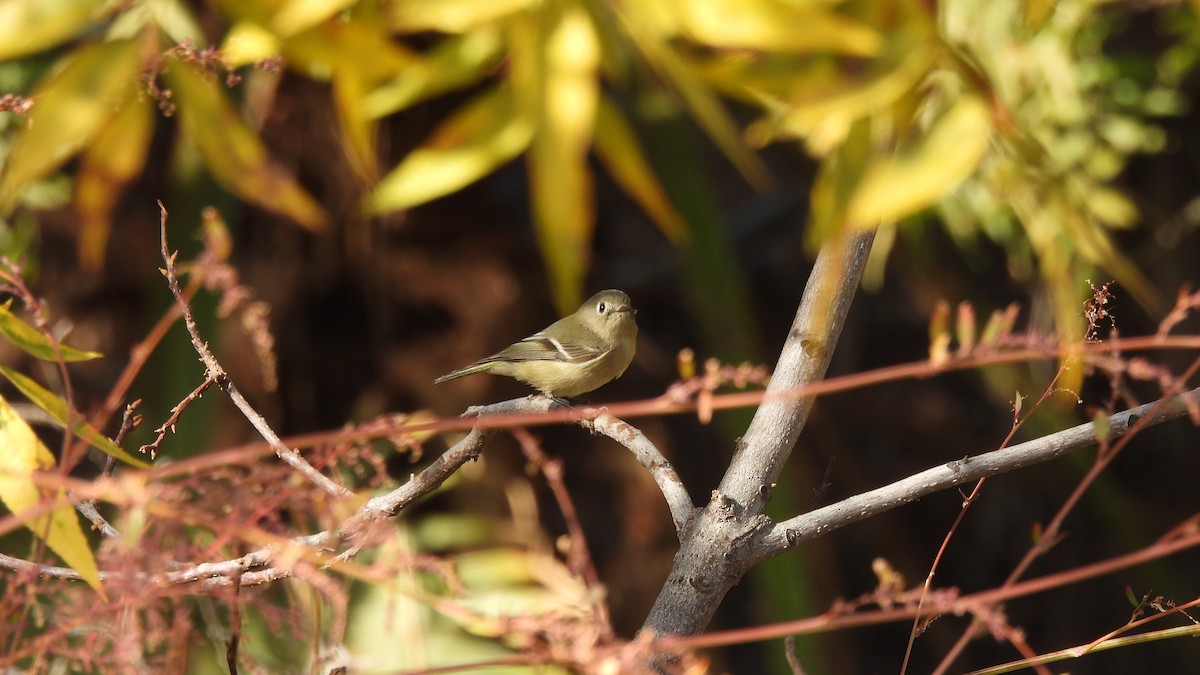 Ruby-crowned Kinglet - ML500575941