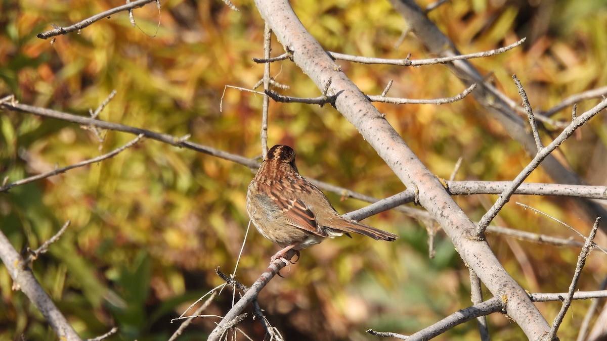 White-throated Sparrow - Karen Evans