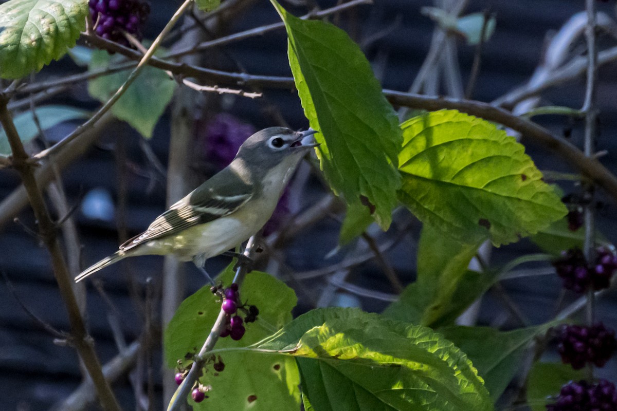 Blue-headed Vireo - Gabrielle Harrison