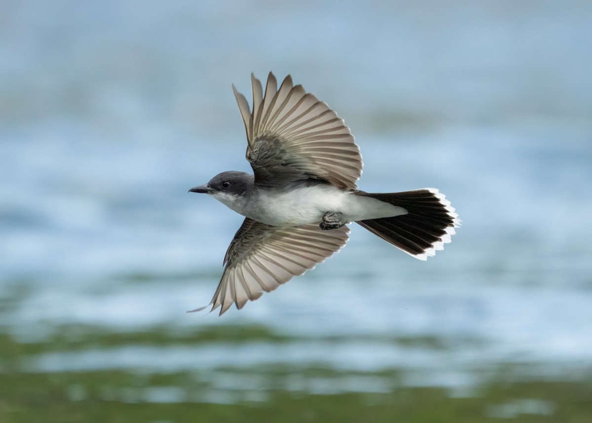 Eastern Kingbird - Christian Hagenlocher