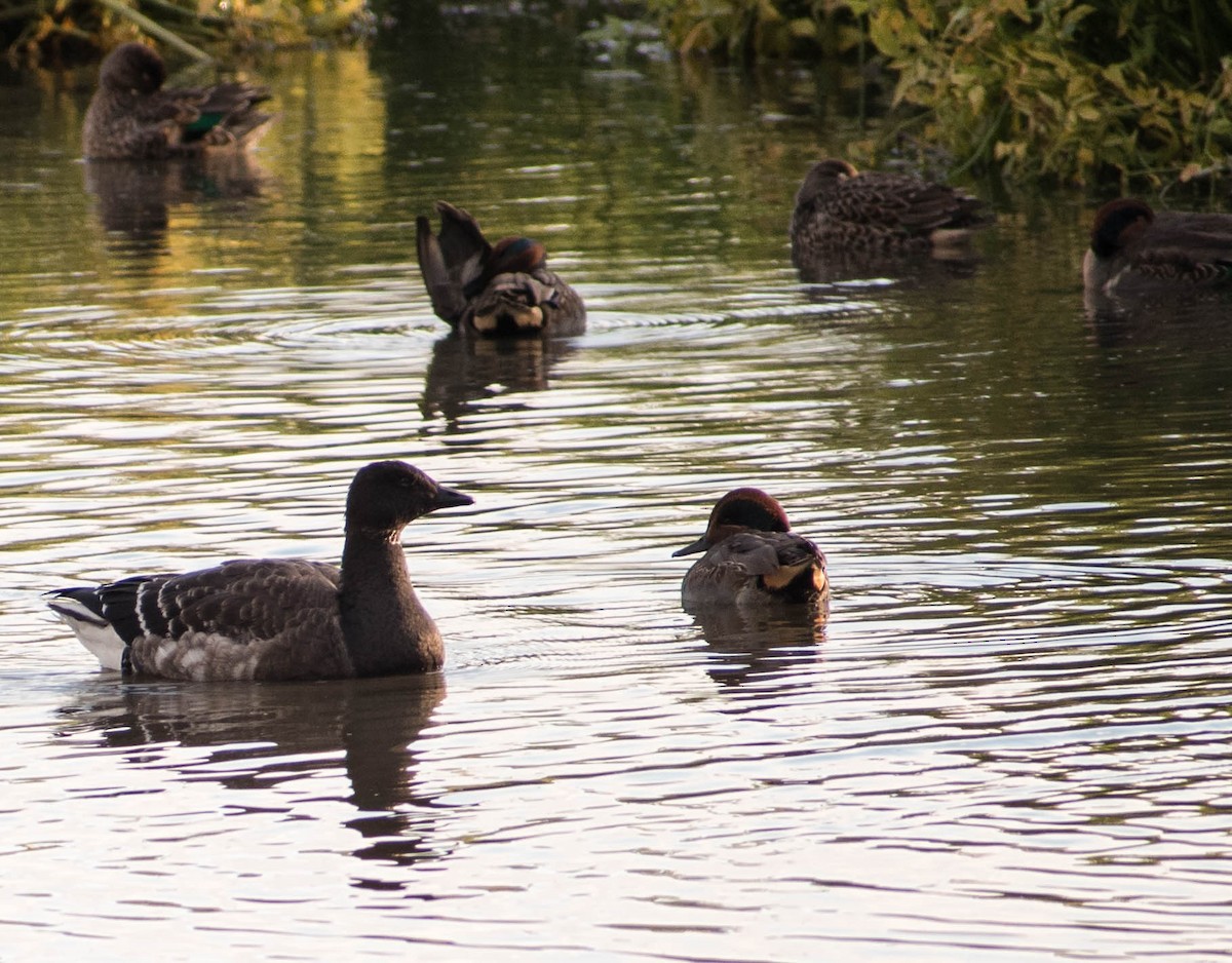 Branta musubeltza - ML500578651