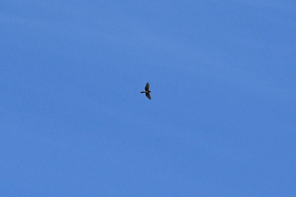 Northern Harrier - ML500579091