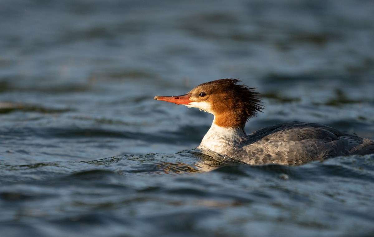 Common Merganser - Christian Hagenlocher