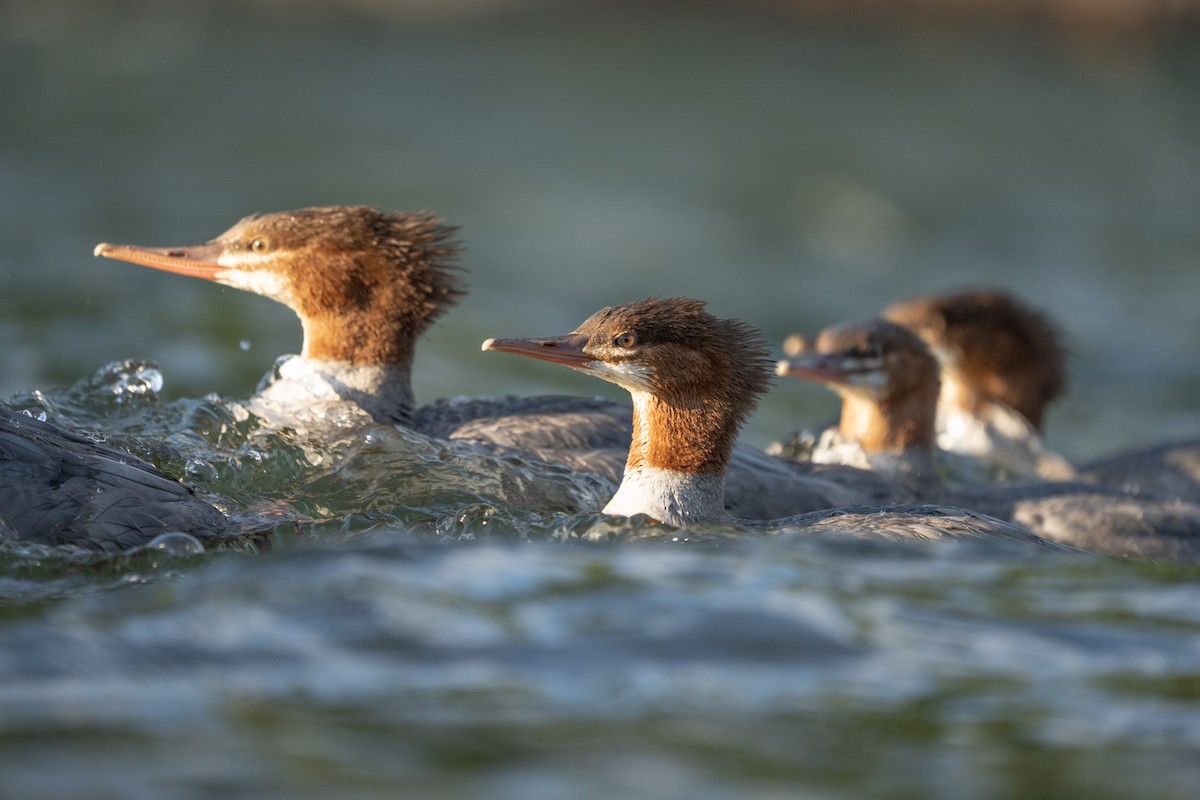 Common Merganser - ML500579811