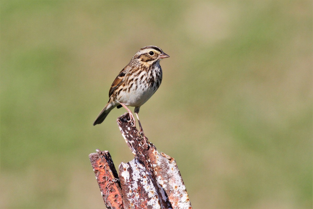 Savannah Sparrow - ML500580431