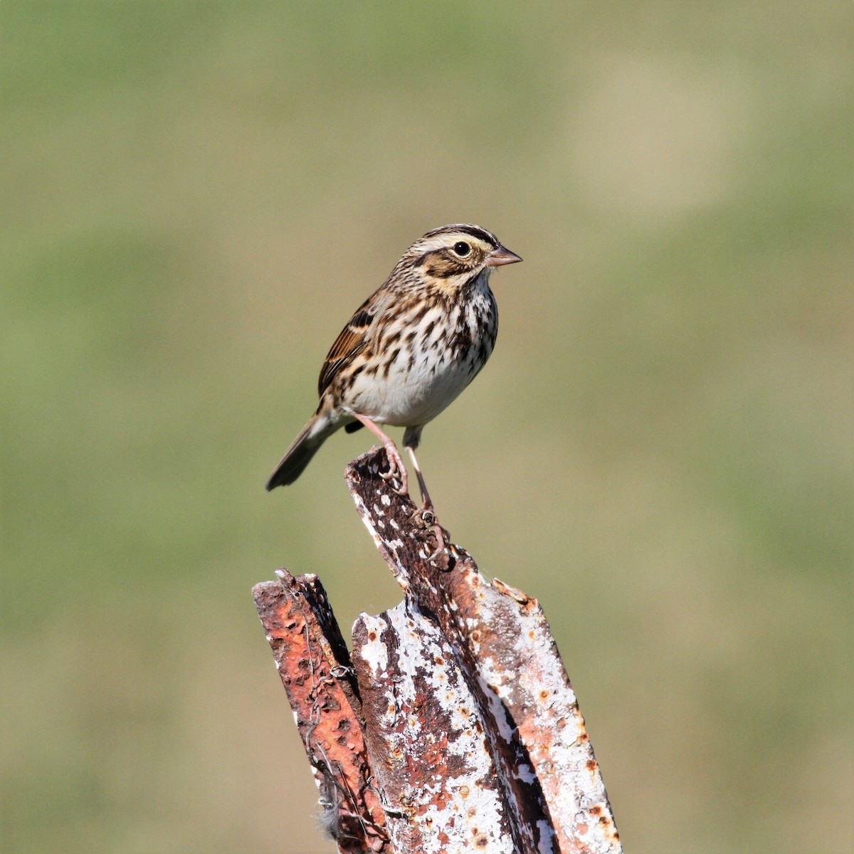 Savannah Sparrow - ML500580441