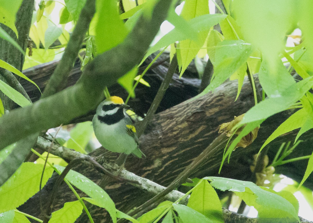 Golden-winged Warbler - Marvin Elliott