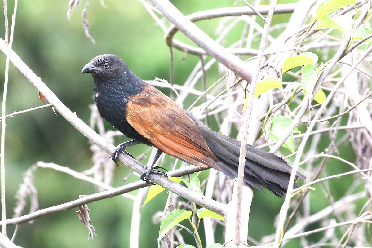 Lesser Coucal - Charles Davies