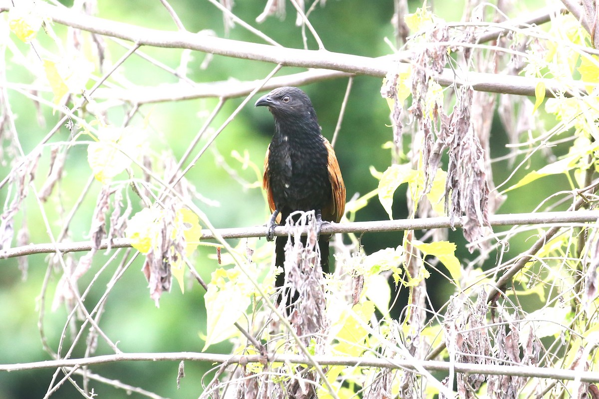 Lesser Coucal - Charles Davies