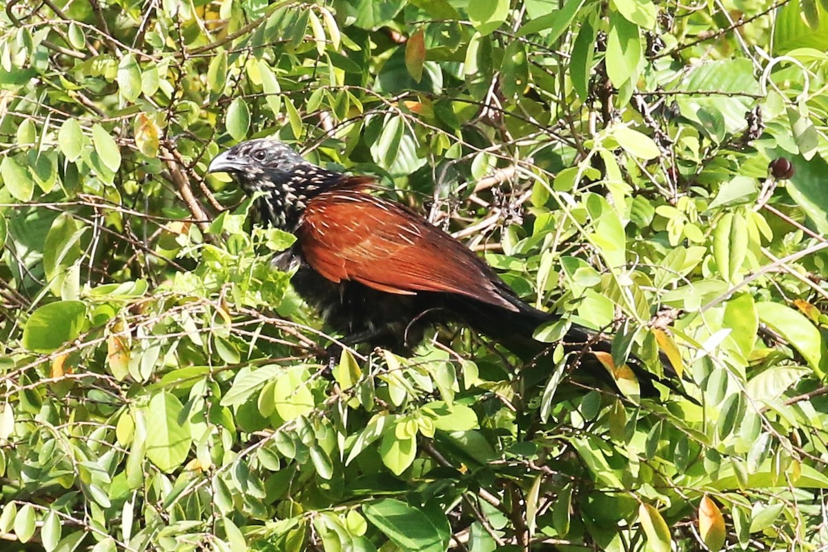 Lesser Coucal - Charles Davies