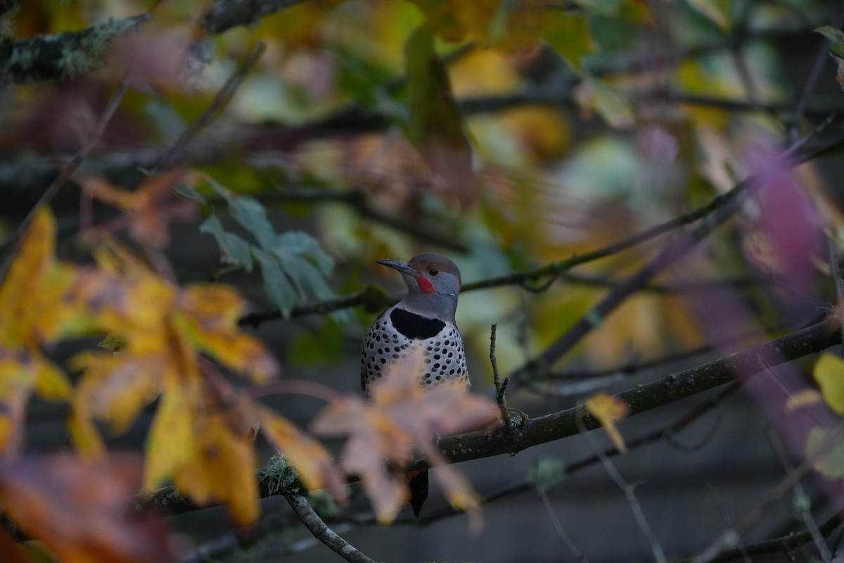 Northern Flicker - ML500583861