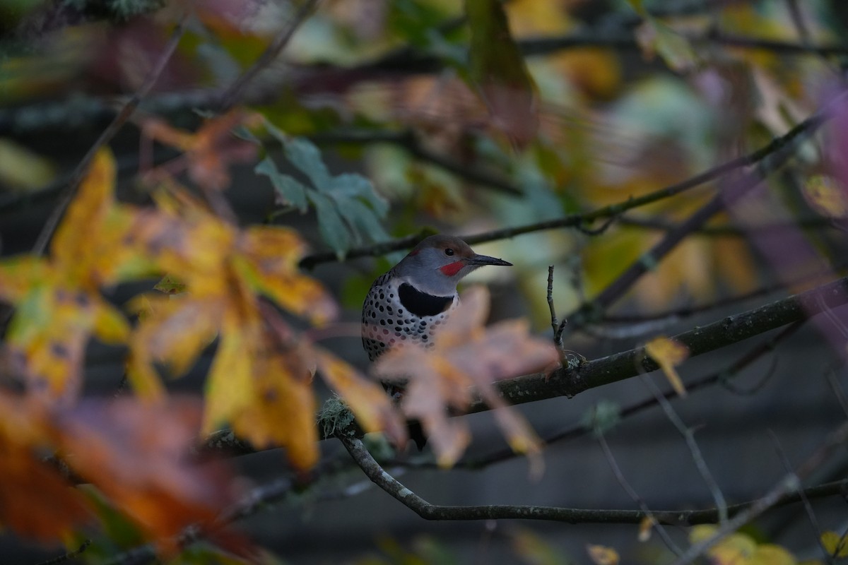 Northern Flicker - ML500583871