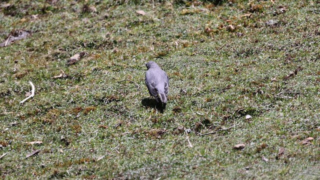 Glacier Finch - ML500583951