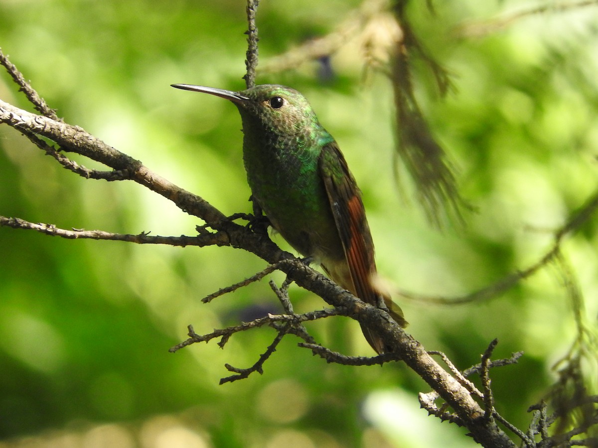 kolibřík mexický - ML500583971