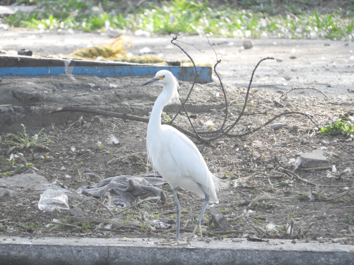 Snowy Egret - Museo de Historia Natural