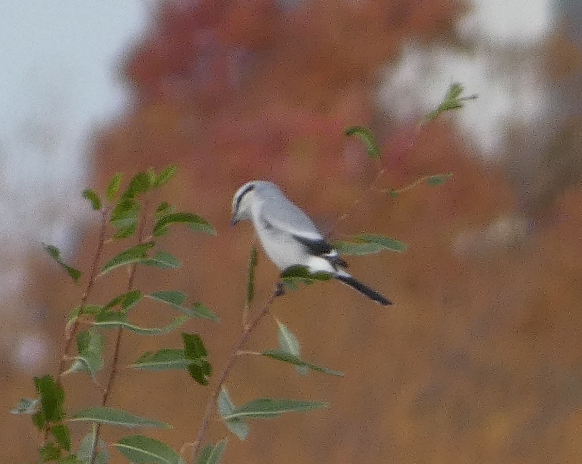 Taigaraubwürger - ML500584081