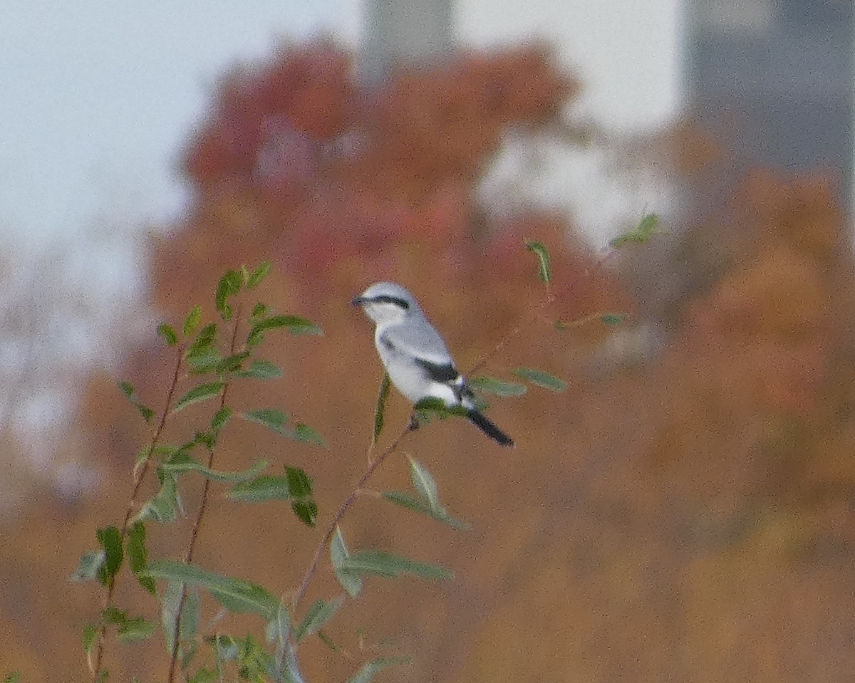 Taigaraubwürger - ML500584091