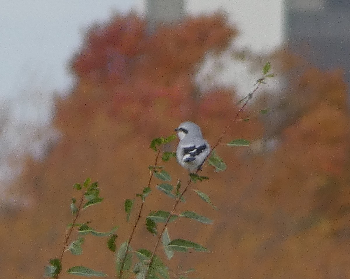 Taigaraubwürger - ML500584101