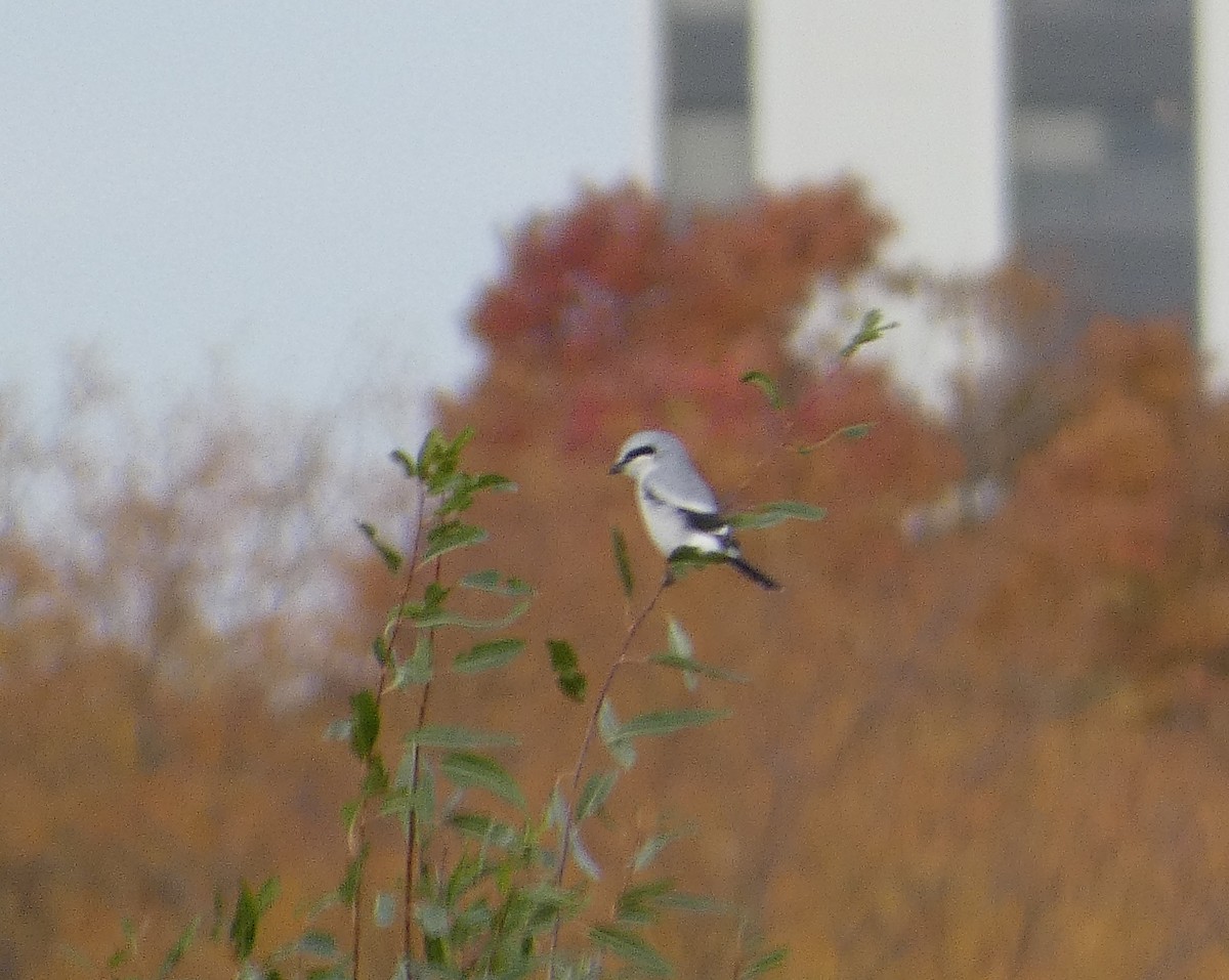 Taigaraubwürger - ML500584111