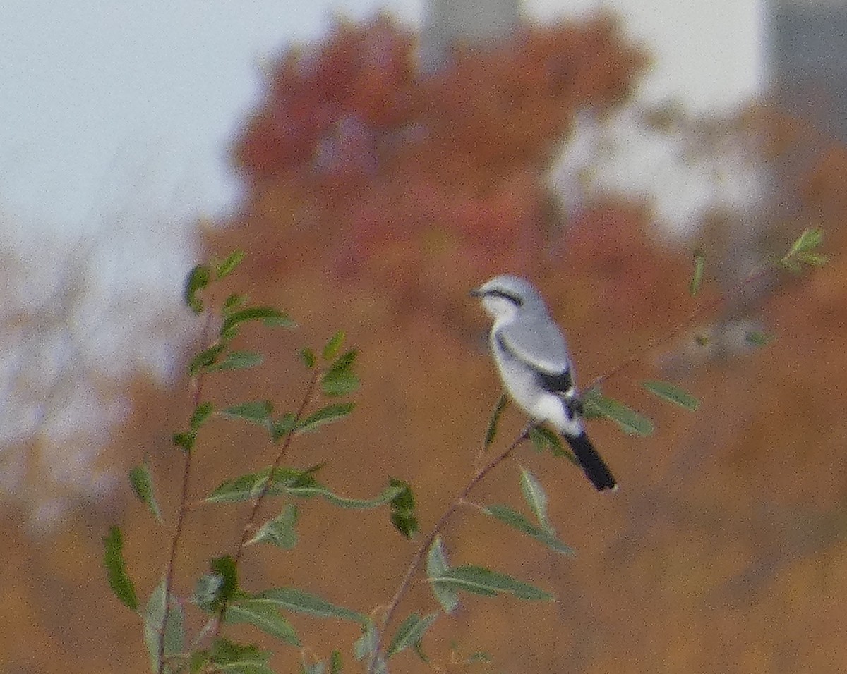 Taigaraubwürger - ML500584121