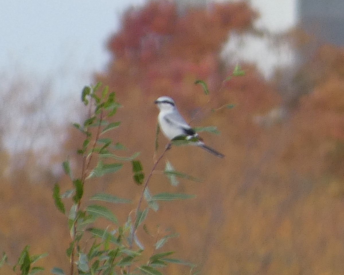 Taigaraubwürger - ML500584131