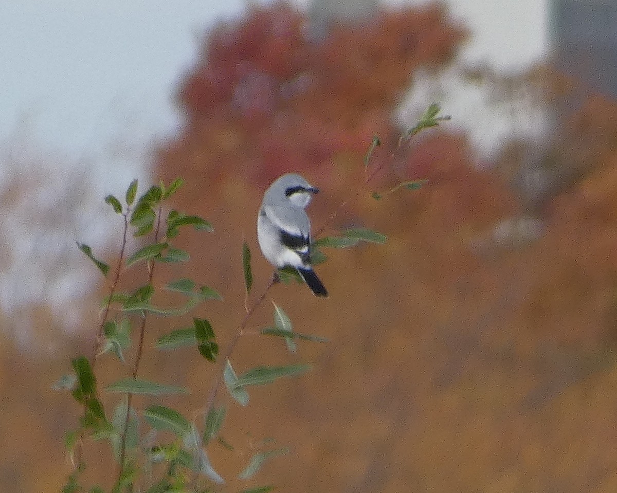 Taigaraubwürger - ML500584151