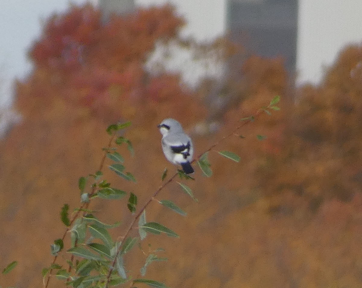 Taigaraubwürger - ML500584161